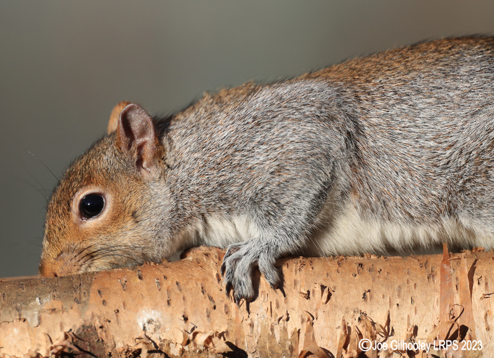 Grey Squirrel at Bird Hide
