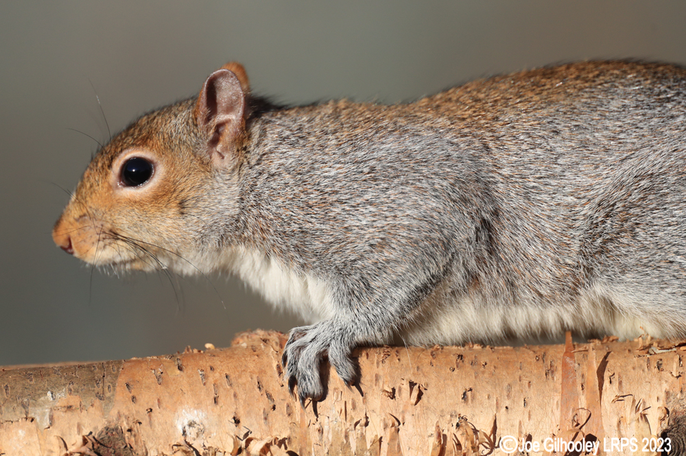 Grey Squirrel at Bird Hide