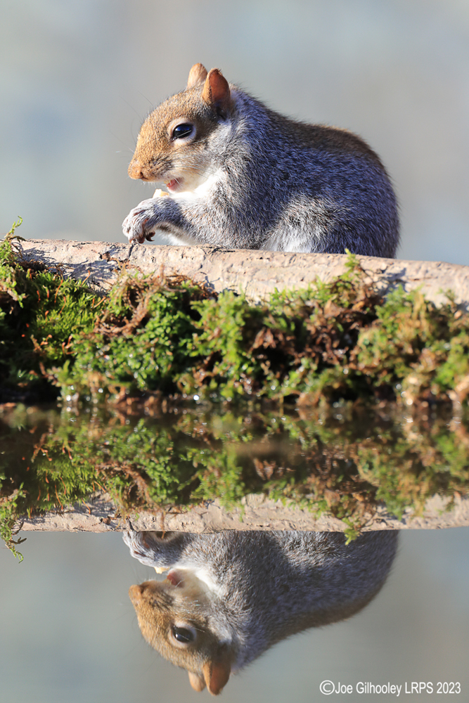 Grey Squirrel at Bird Hide