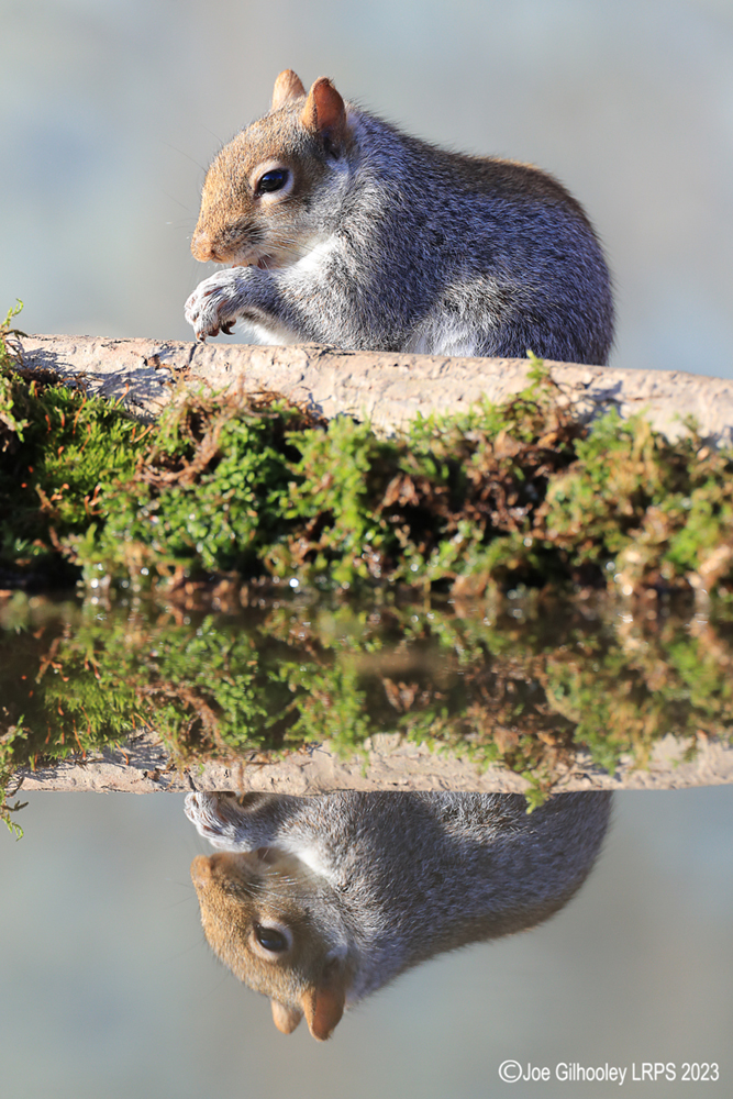 Grey Squirrel at Bird Hide