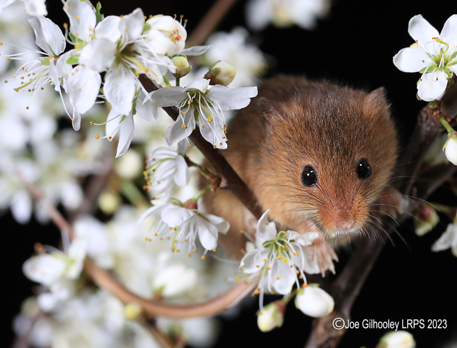 Harvest Mice