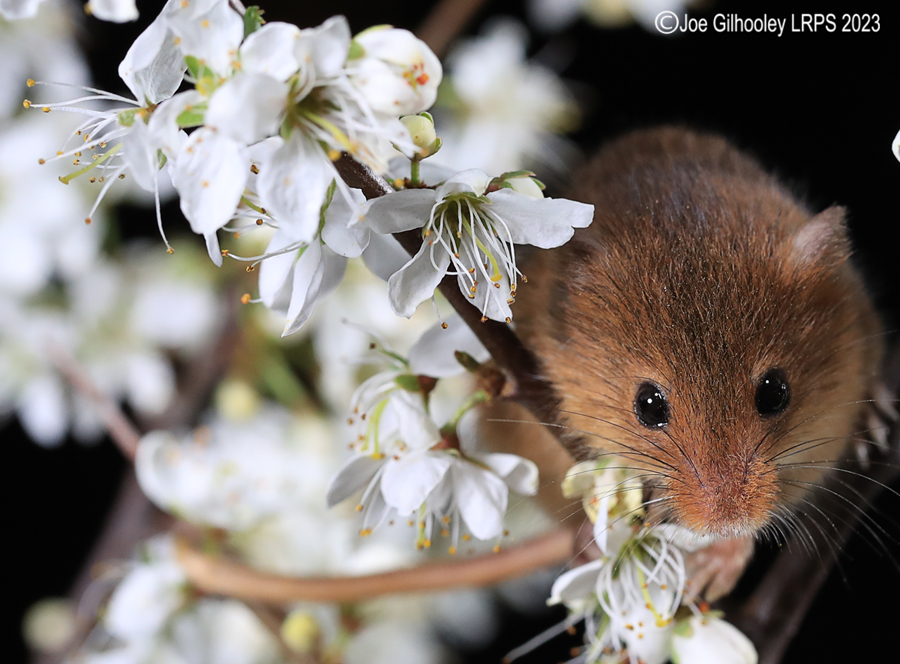 Harvest Mice