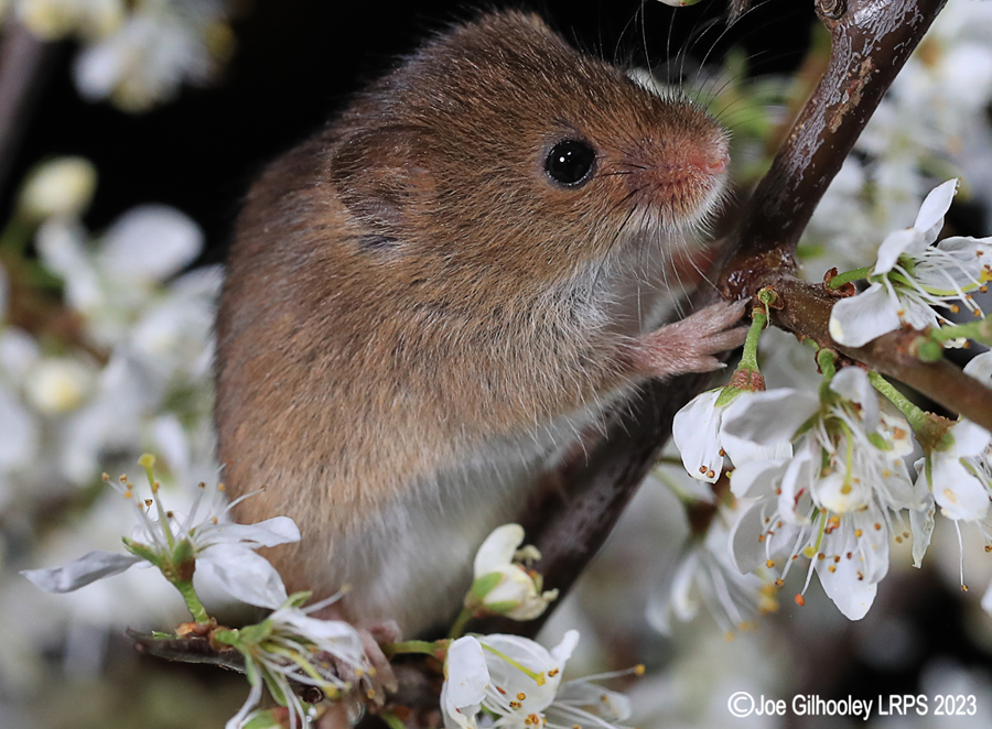 Harvest Mice