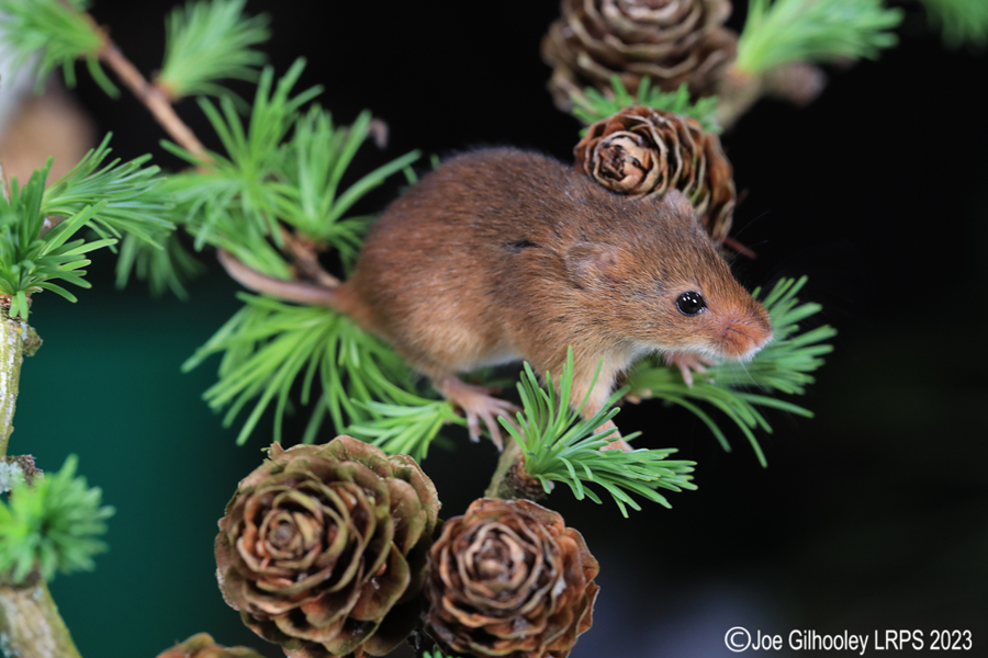 Harvest Mice