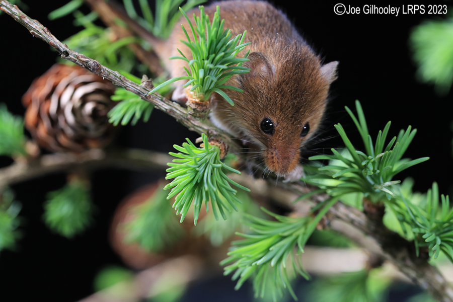 Harvest Mice