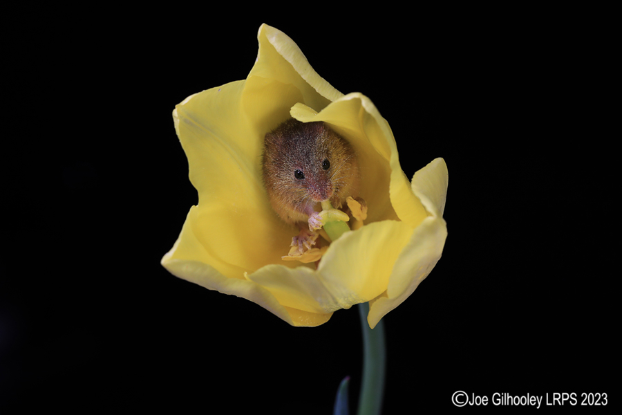 Harvest Mouse in a Tulip