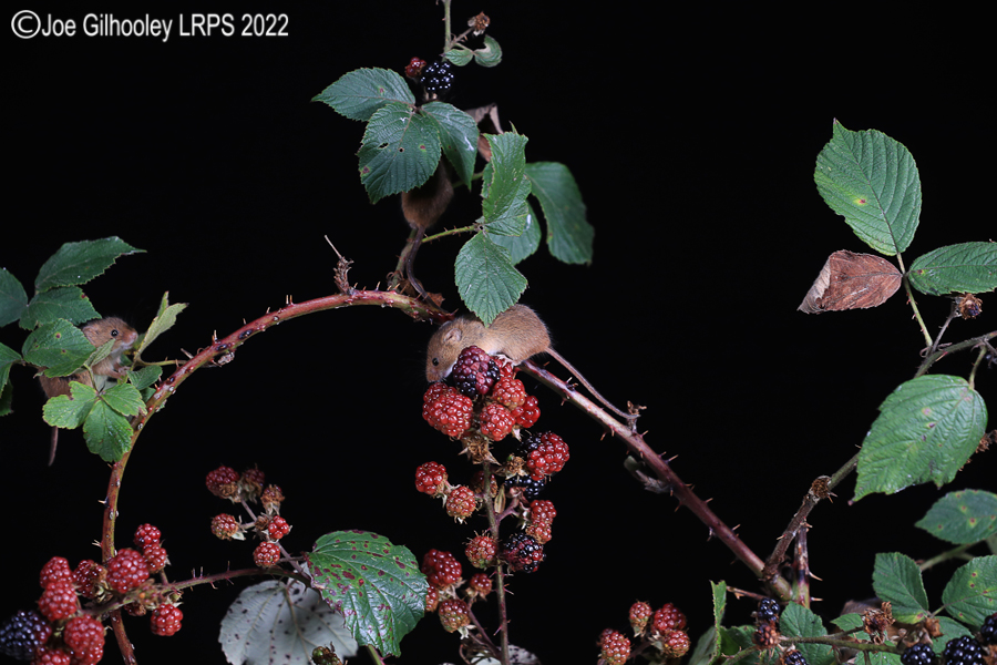 Harvest Mice