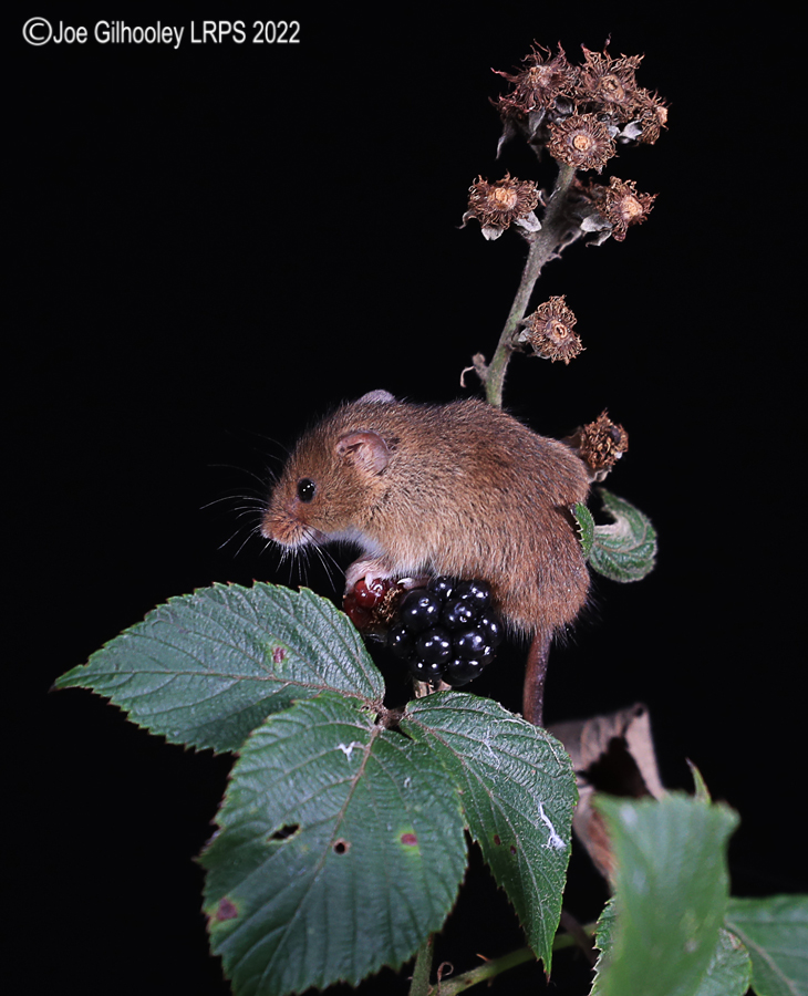 Harvest Mice