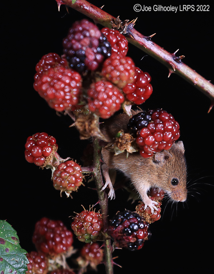 Harvest Mice
