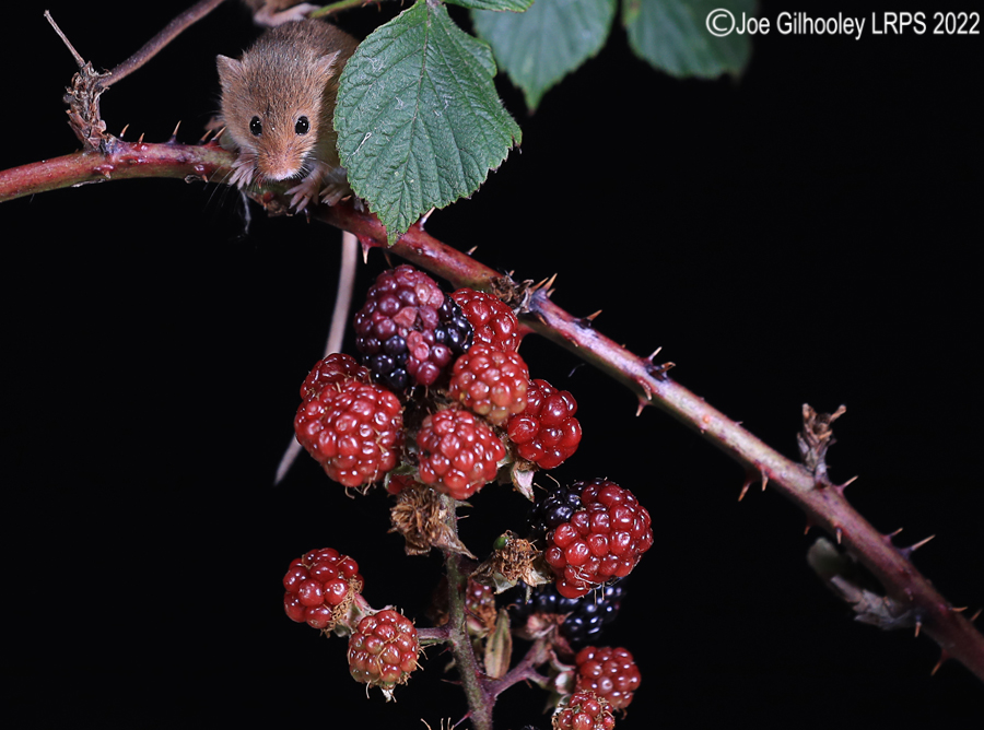 Harvest Mice