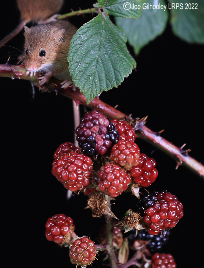 Harvest Mice