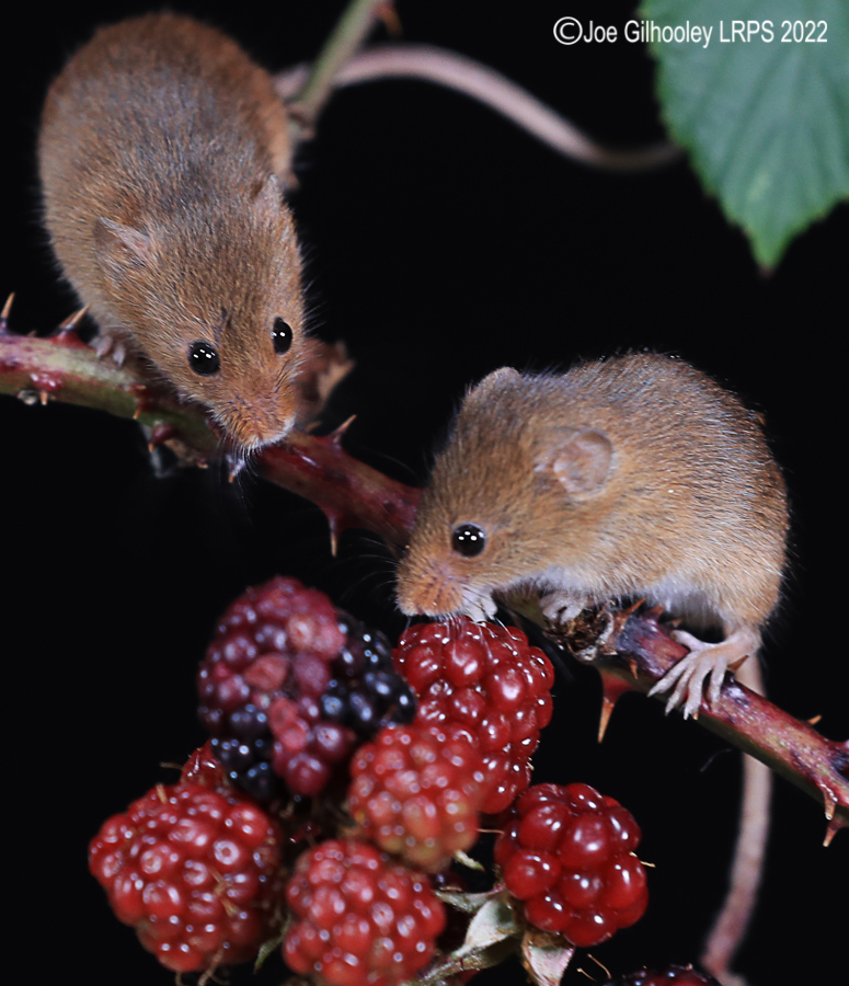 Harvest Mice