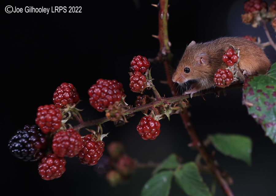 Harvest Mice