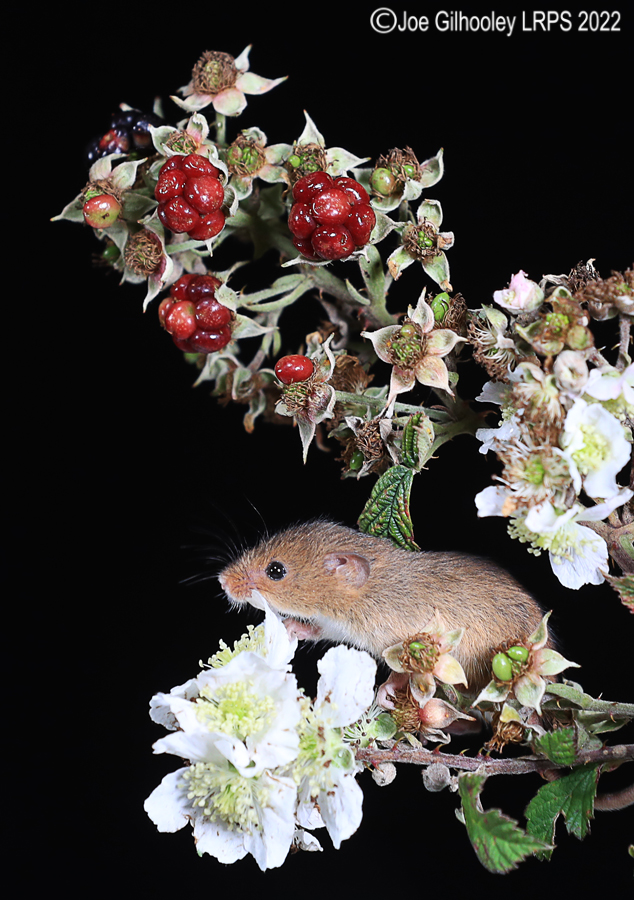 Harvest Mice
