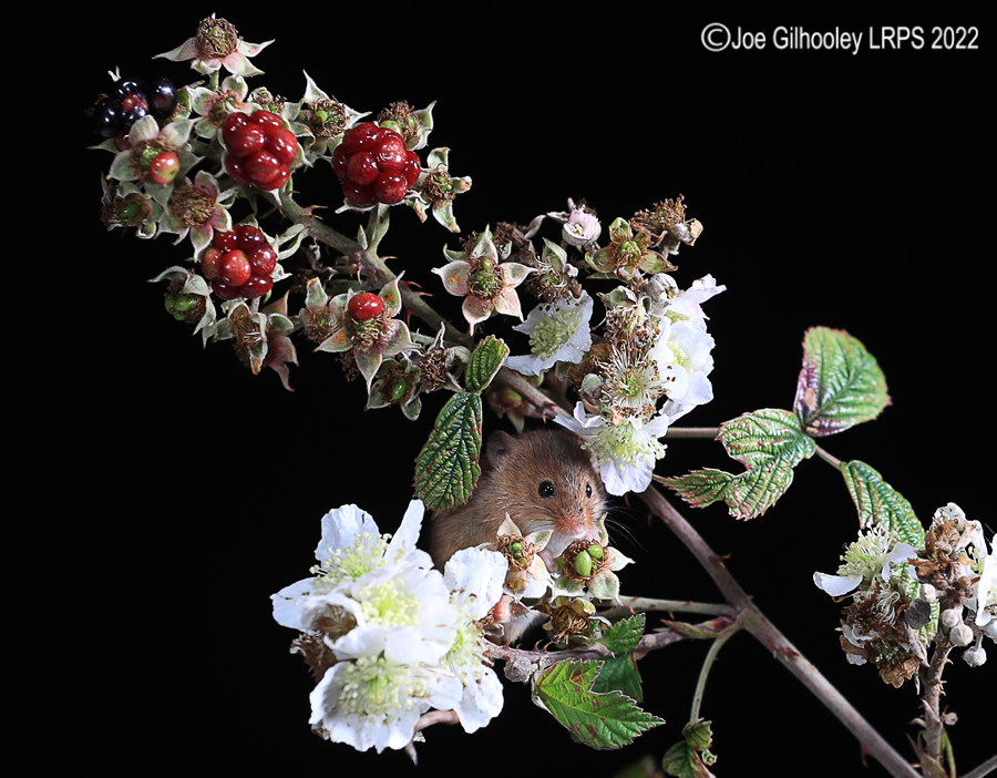 Harvest Mice