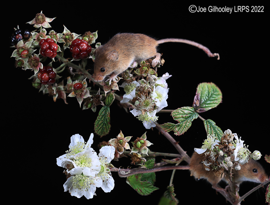 Harvest Mice