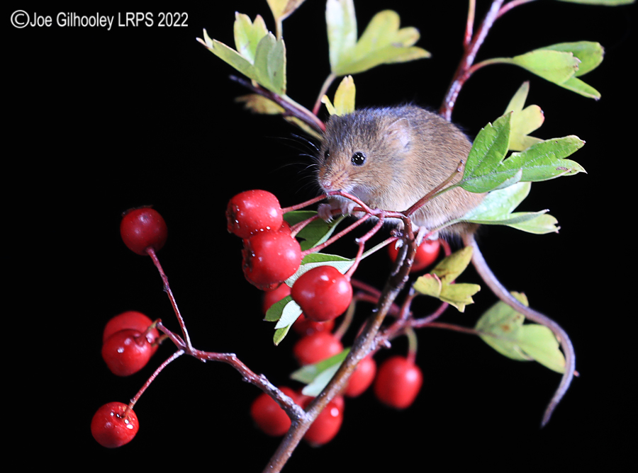 Harvest Mice