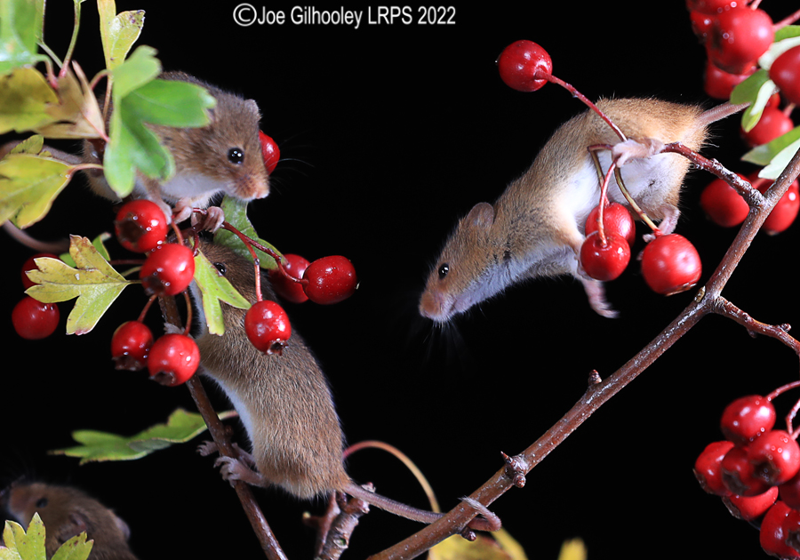 Harvest Mice