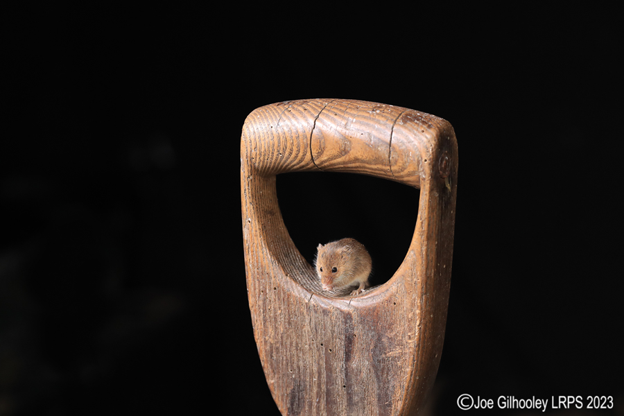 Harvest Mice on a Pitchfork Handle