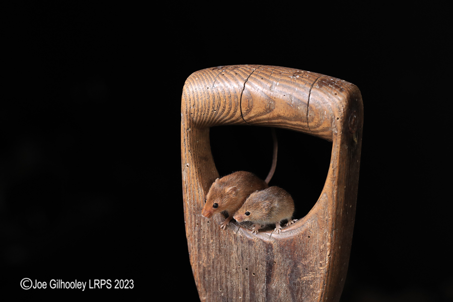 Harvest Mice on a Pitchfork Handle