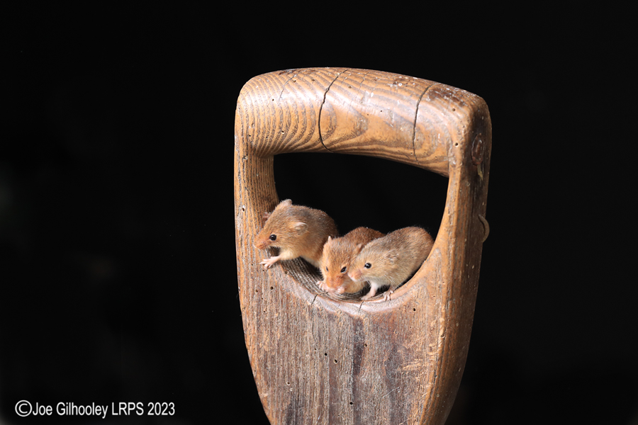 Harvest Mice on a Pitchfork Handle
