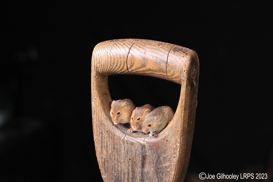 Harvest Mice on a Pitchfork Handle