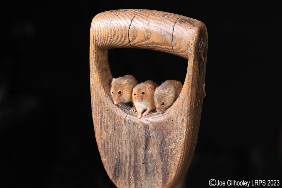 Harvest Mice on a Pitchfork Handle