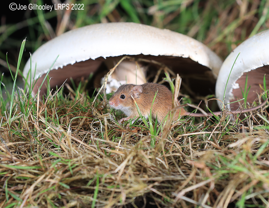 Harvest Mice