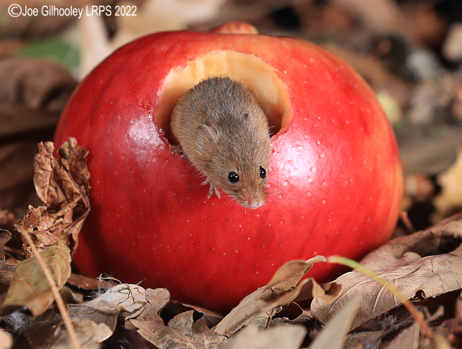 Harvest Mouse in an apple 5th October 2022