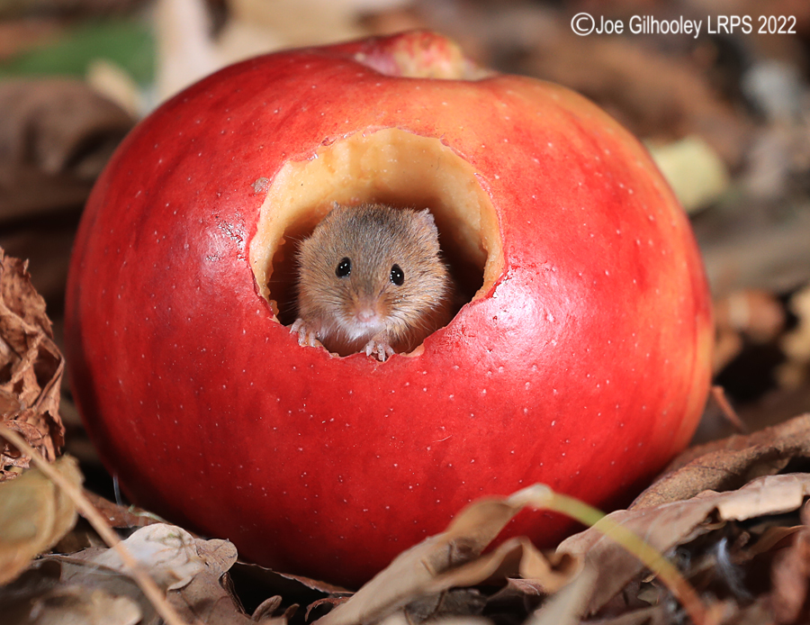 Harvest Mouse in an apple 5th October 2022