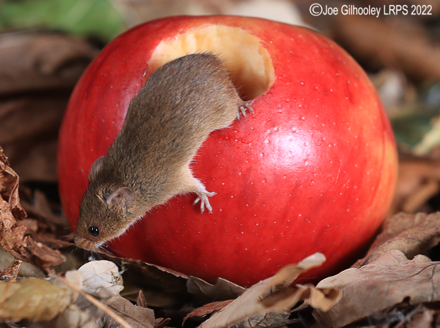 Harvest Mouse in an apple 5th October 2022