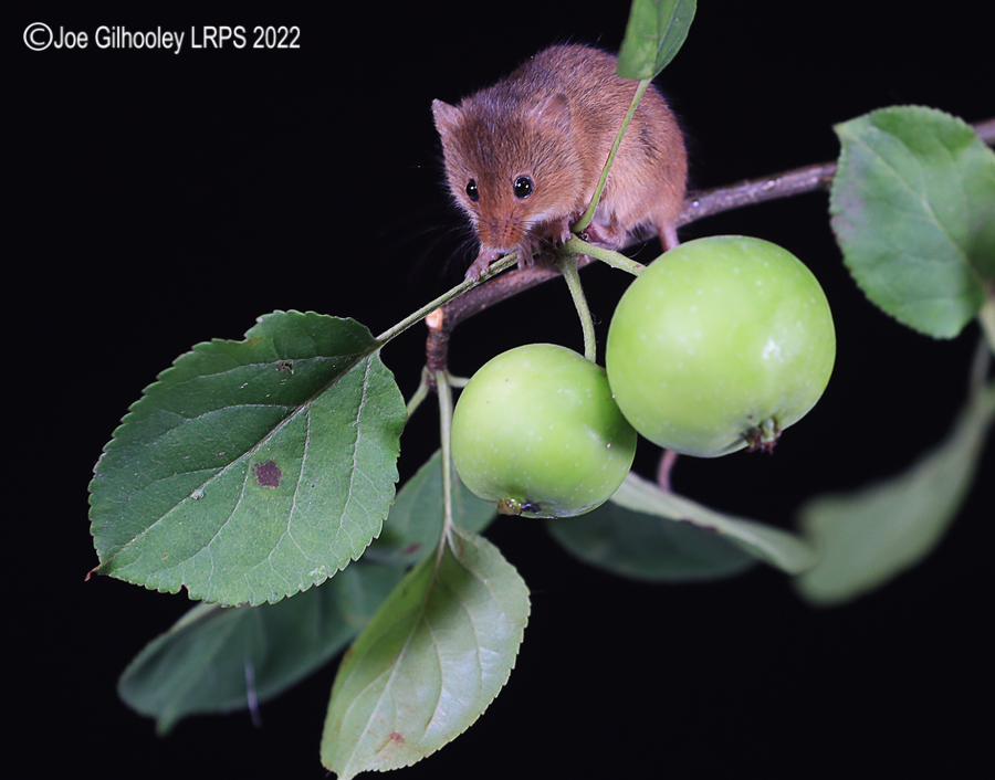 Harvest Mice