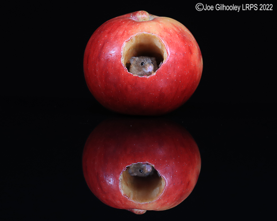 Harvest Mouse in an apple and a reflection 5th October 2022