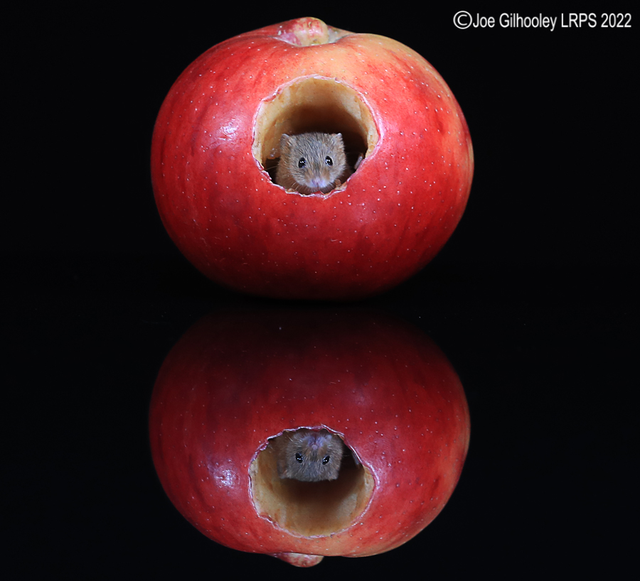 Harvest Mouse in an apple and a reflection 5th October 2022