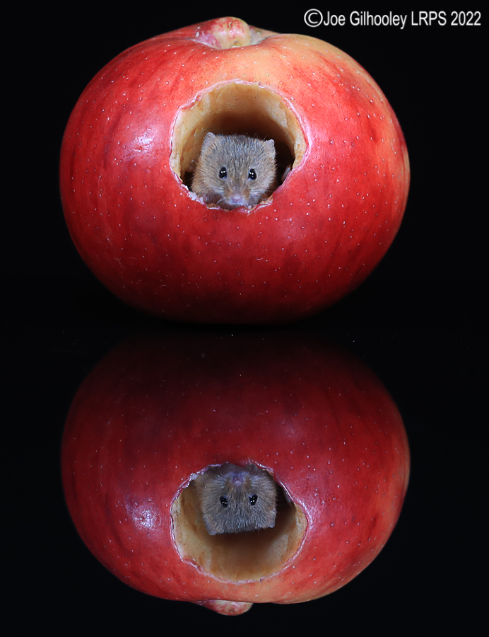 Harvest Mouse in an apple and a reflection 5th October 2022