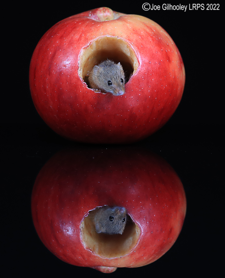 Harvest Mouse in an apple and a reflection 5th October 2022