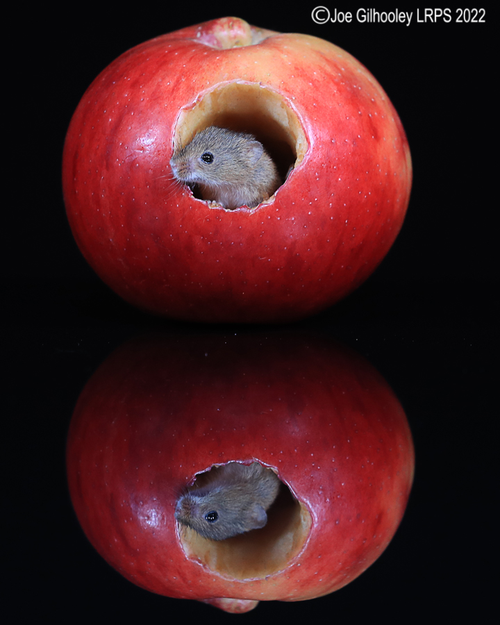 Harvest Mouse in an apple and a reflection 5th October 2022