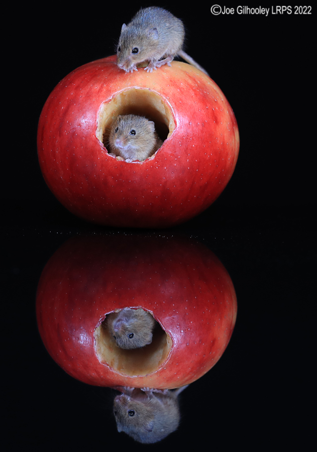 Harvest Mouse in an apple and a reflection 5th October 2022