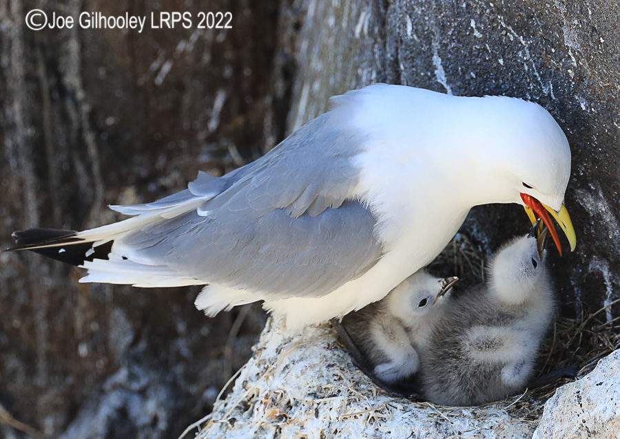 Kittiwake and Chicks on Isle of May
