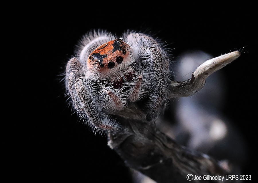 Jumping Spider