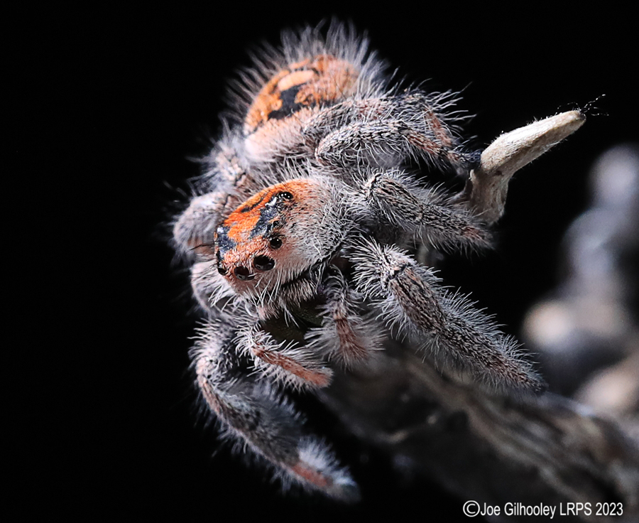 Jumping Spider