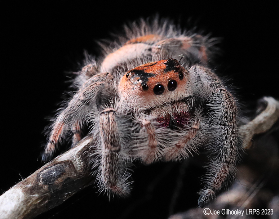 Jumping Spider