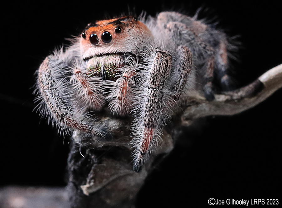 Jumping Spider