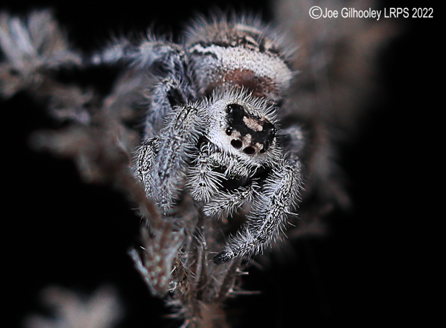 Phidppus Regius Jumping Spider