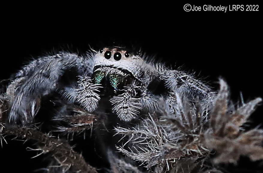 Phidppus Regius Jumping Spider