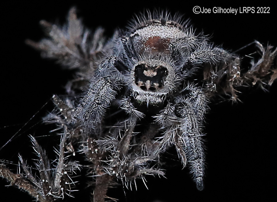Phidppus Regius Jumping Spider