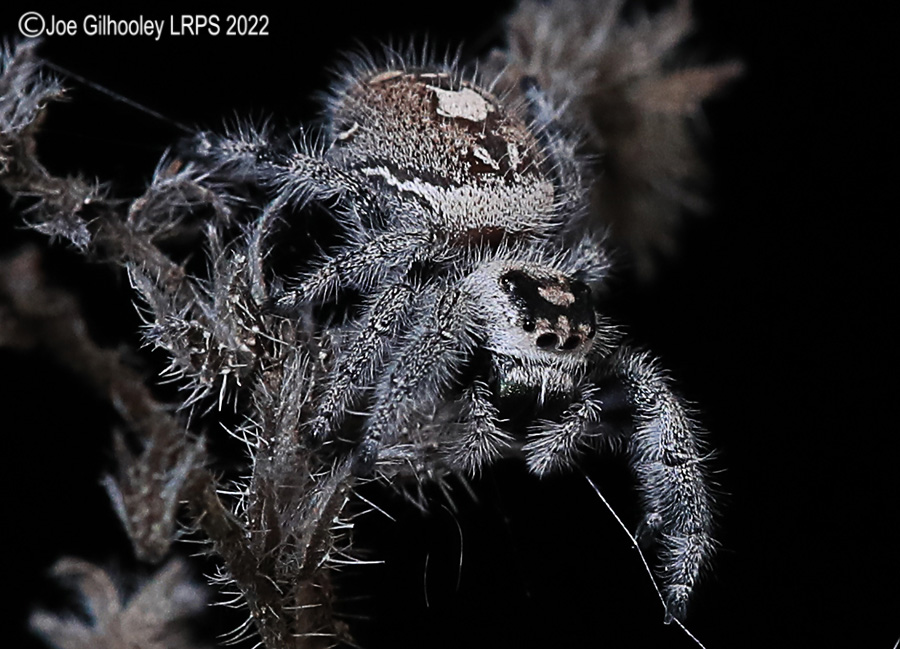 Phidppus Regius Jumping Spider