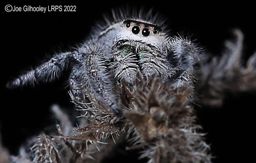 Phidppus Regius Jumping Spider