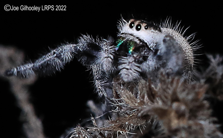 Phidppus Regius Jumping Spider
