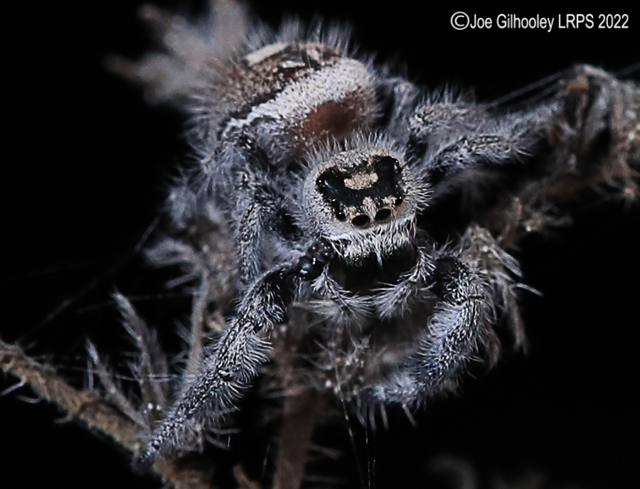 Phidppus Regius Jumping Spider